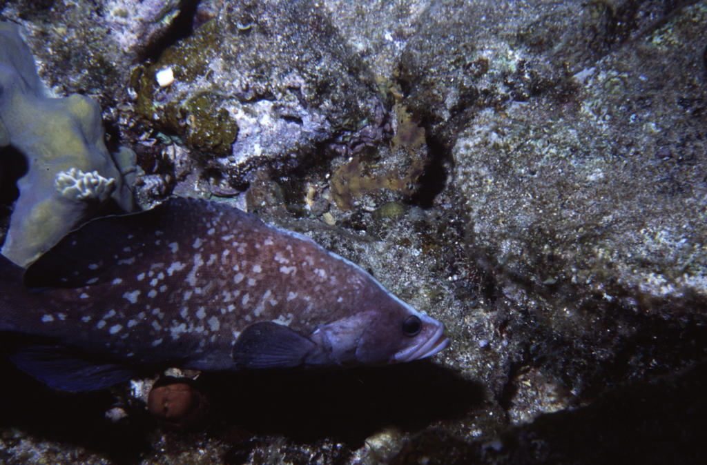 RS_16x12Nekton NW bahamas 7 05 soapfish3.JPG