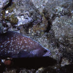 RS_16x12Nekton NW bahamas 7 05 soapfish3.JPG