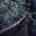 RS_16x12nekton NW bahamas 7 05 Trumpet upside down.JPG