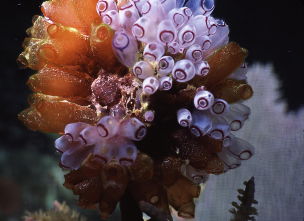 RS_16x12Nekton NW bahamas 7 05 tunicates5.JPG