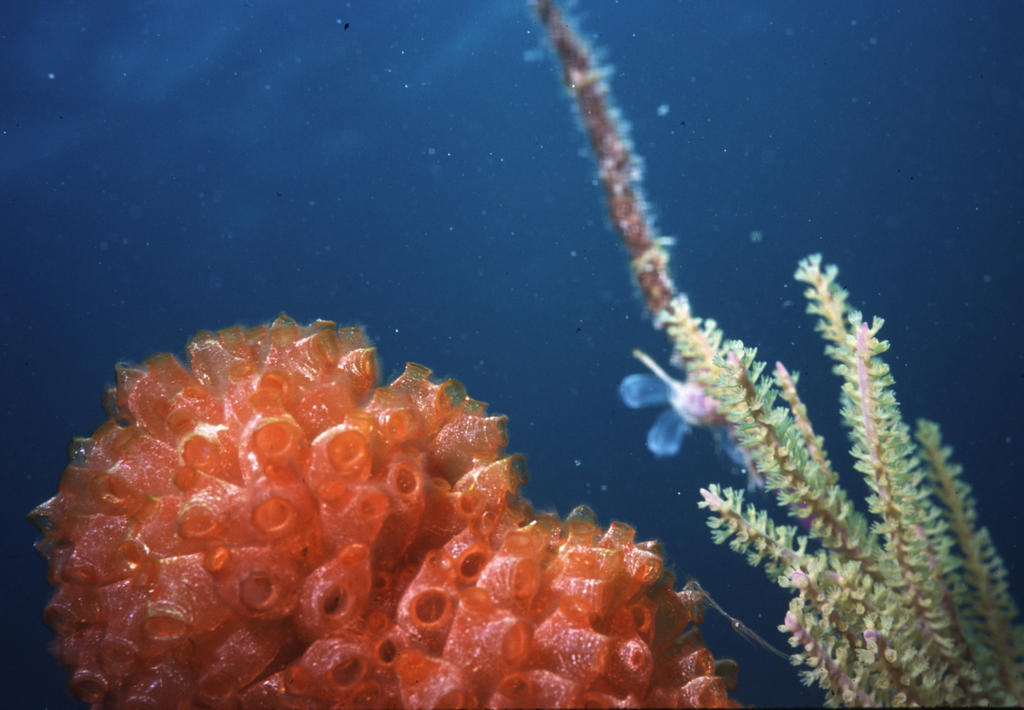 RS_16x12nekton NW bahamas 7 05 tunicates6.JPG