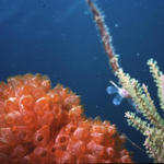 RS_16x12nekton NW bahamas 7 05 tunicates6.JPG