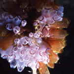 RS_16x12np 7 05 tunicates mixed.JPG