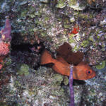 RS_16x12np nwb 7 05 bigeye.JPG Sharpest in show