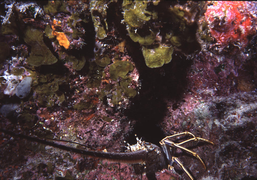 RS_16x12np nwb 7 05 lobster hole.JPG