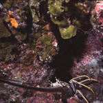 RS_16x12np nwb 7 05 lobster hole.JPG