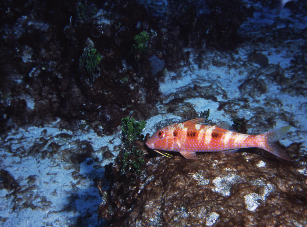 RS_16x12np nwb 7 05 pink goat.JPG
NO photoshop. Can you believe that fish?