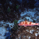 RS_16x12np nwb 7 05 pink goat.JPG
NO photoshop. Can you believe that fish?