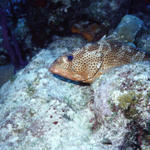 RS_16x12np nwb 7 05 rock hind on rock.JPG