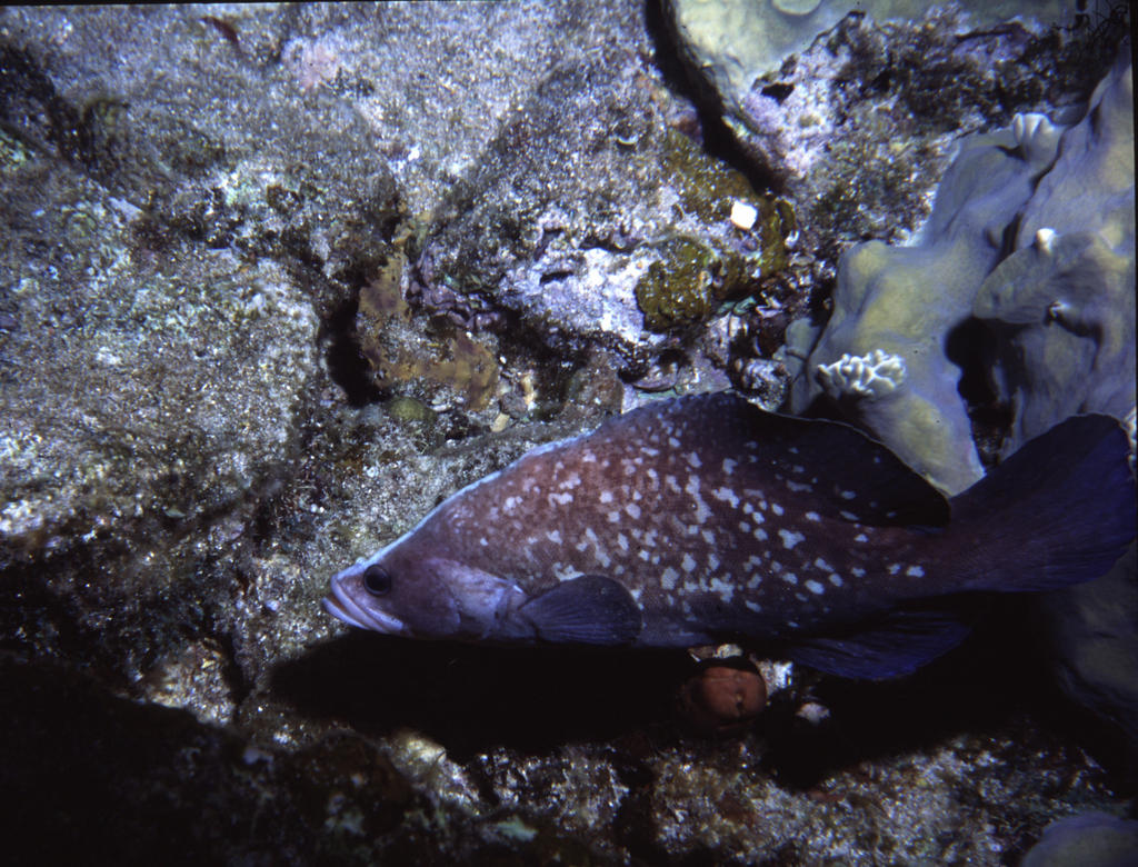 RS_16x12np nwb 7 05 soapfish.JPG