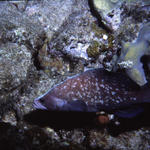 RS_16x12np nwb 7 05 soapfish.JPG