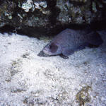 RS_16x12np nwb 7 05 soapfish2.JPG