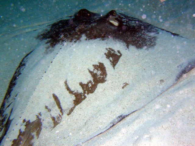 A stingray rises from the sand