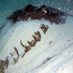 A stingray rises from the sand