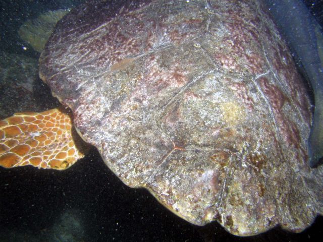 A sleeping turtle - I've heard of fish butt pics but...