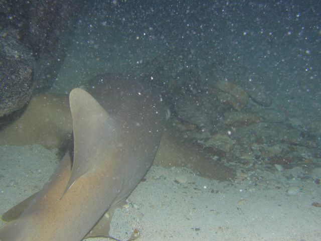 a nurse shark out for the hunt