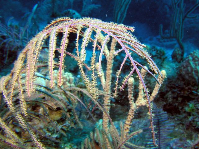 nice corals