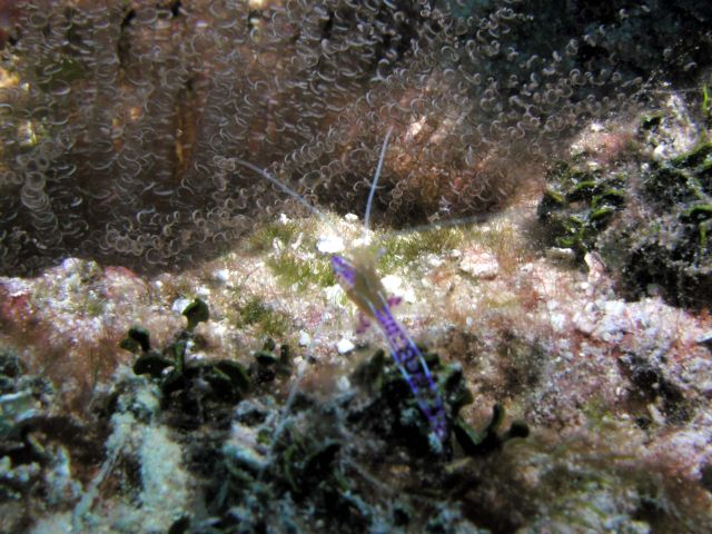 a purple cleaner shrimp