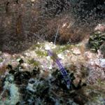 a purple cleaner shrimp
