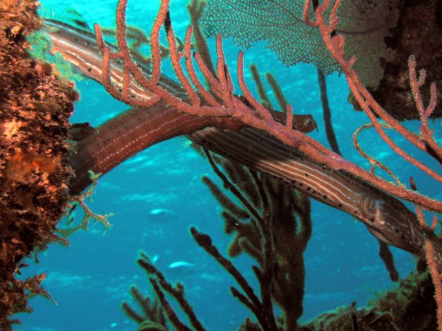 A pair of trumpetfish