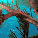 A pair of trumpetfish