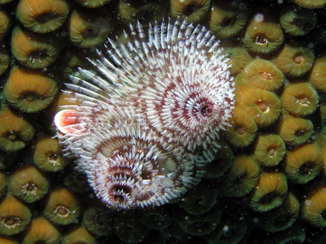 Christmas Tree worms!!