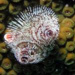 Christmas Tree worms!!