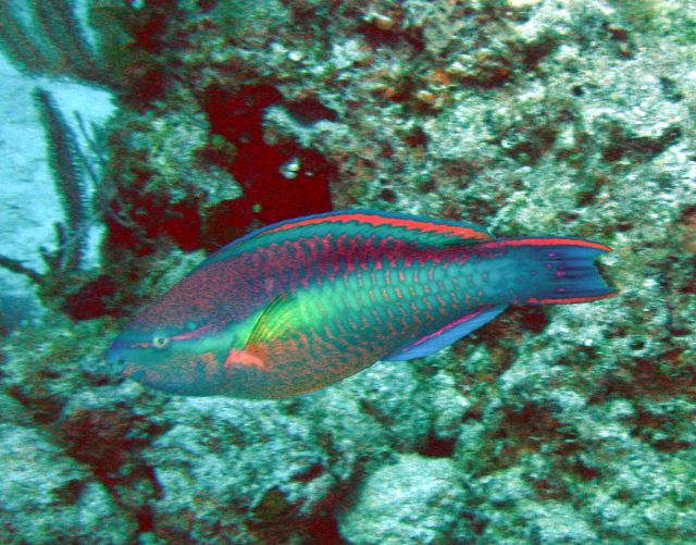Parrotfish in a hurry - is there anyother kind?
