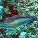 Parrotfish in a hurry - is there anyother kind?