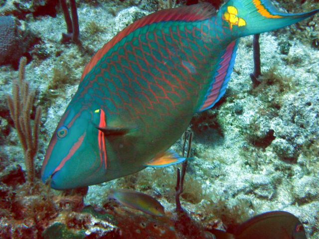 Finally, a slow parrotfish