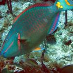Finally, a slow parrotfish