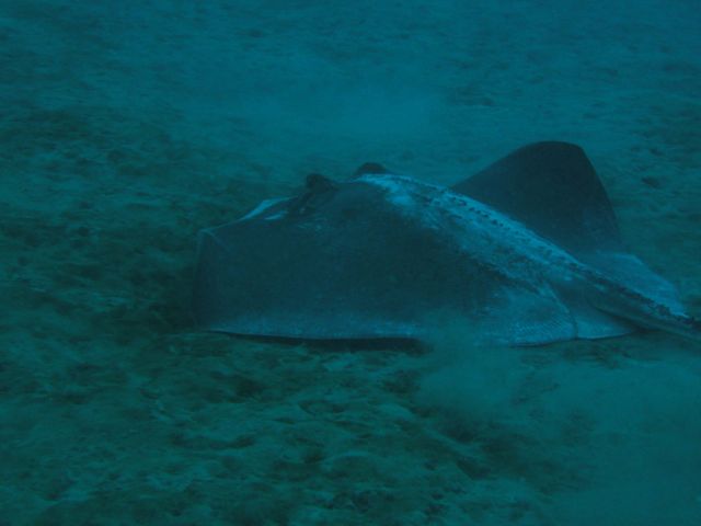 At most dives there were stingrays