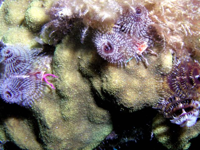 More X-mas tree worms