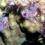 More X-mas tree worms