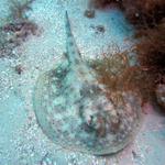 a small spotted ray