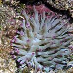 and an anemone - pink tipped, of course