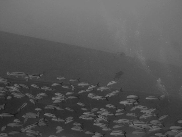 schooling at the wreck