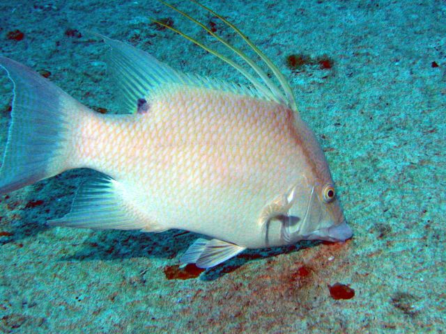 a hogfish