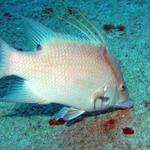 a hogfish