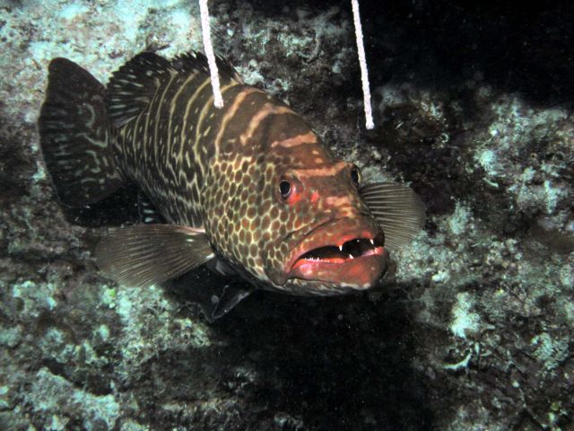 Stripped Grouper