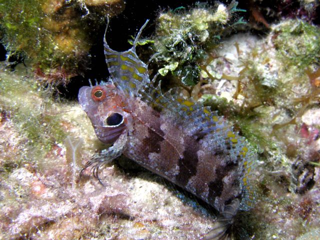 We couldn't find this one in any of the ID books - maybe a frogfish??