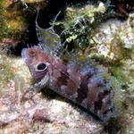 We couldn't find this one in any of the ID books - maybe a frogfish??