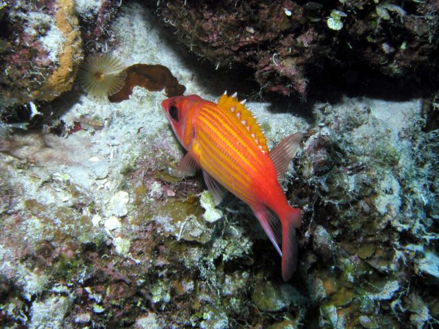 Great coloring on the squirrel fish