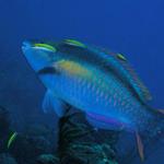 And parrotfish