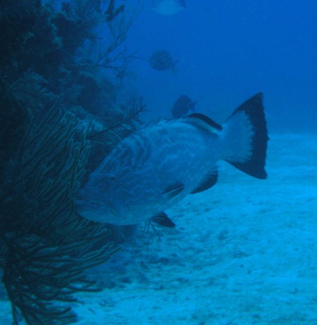 For all those who have been to Bull Run - This Grouper is a staple - with a bite out of his head!