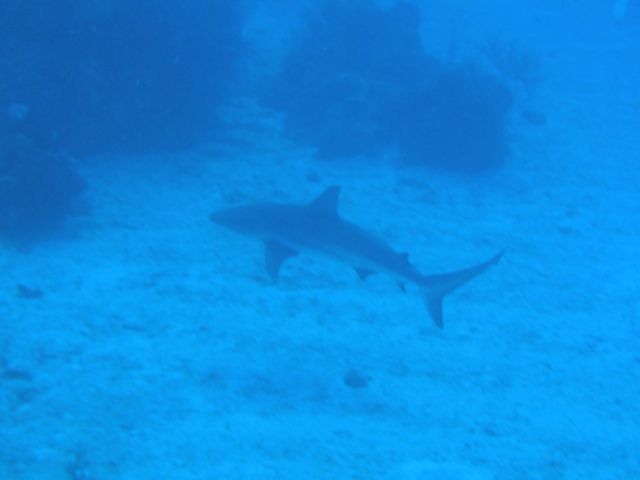 Then on to a great dive on the last day - one of the top 10 dives of my experience - a site called "triple 7" and the
