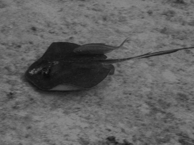 a stingray and friend