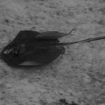 a stingray and friend