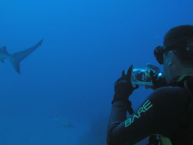 proof that Mark does sharks - Toronto!!!