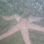 smallstarfish.jpg